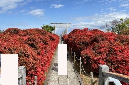 長岡天満宮のキリシマツツジ～2022年4月17日～